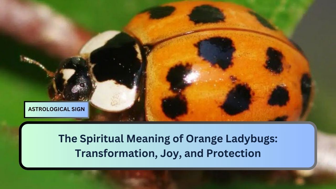 Spiritual Meaning of Orange Ladybugs