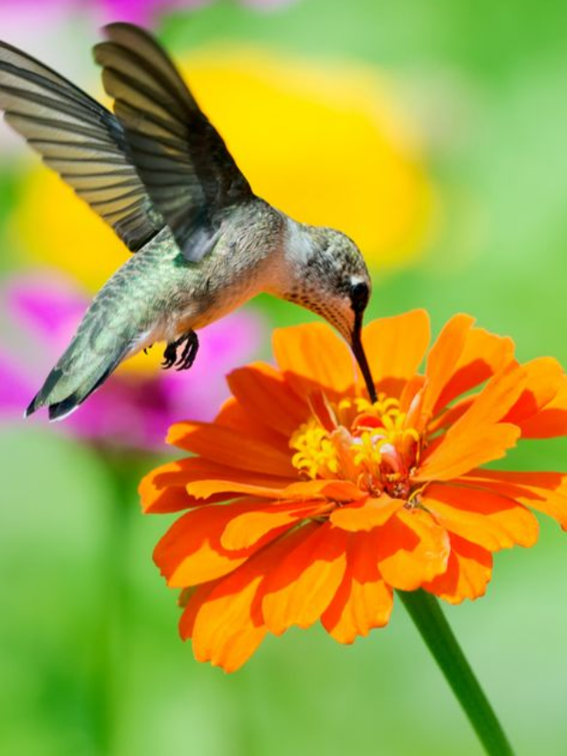 8 Flowering Perennials That Are Hummingbird Magnets