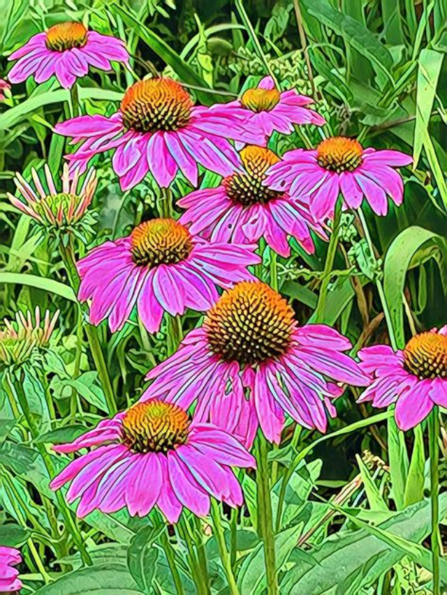 This Native Flower Makes A Great Digestive Tea