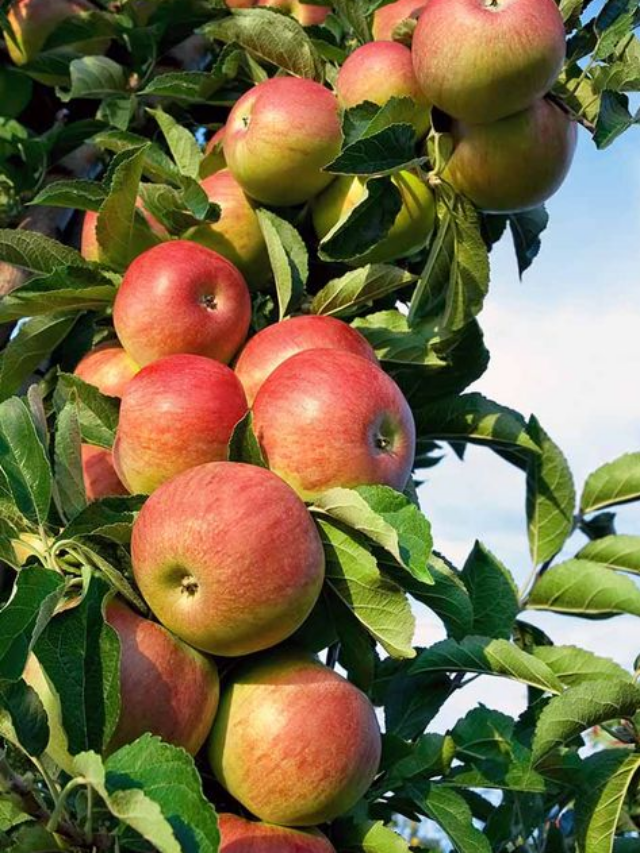 8 Best Apples Ranked by Flavor and Crunch