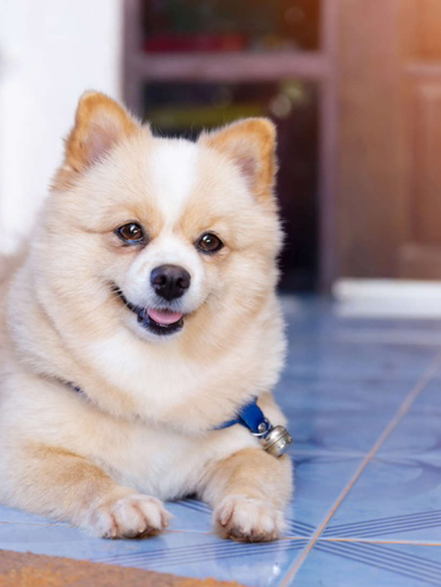 8 Small Dog Breeds with the Longest Lifespan