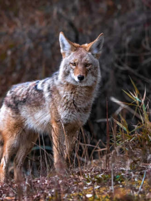 The States with the Most Coyotes in America