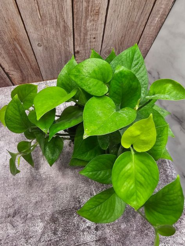 How to Water Pothos the Right Way (So It Thrives for Years to Come