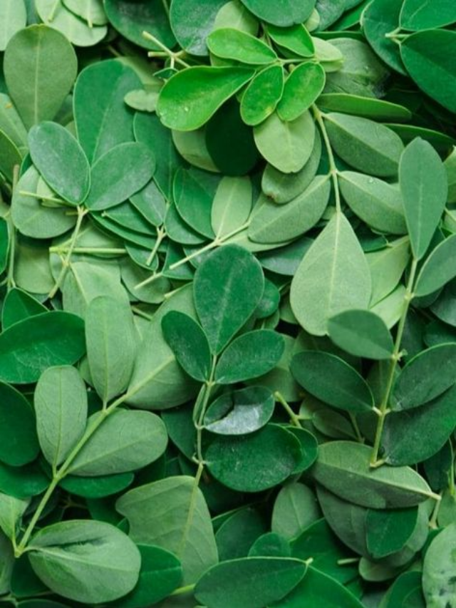 Lesser-Known Benefits Of The Miraculous Moringa