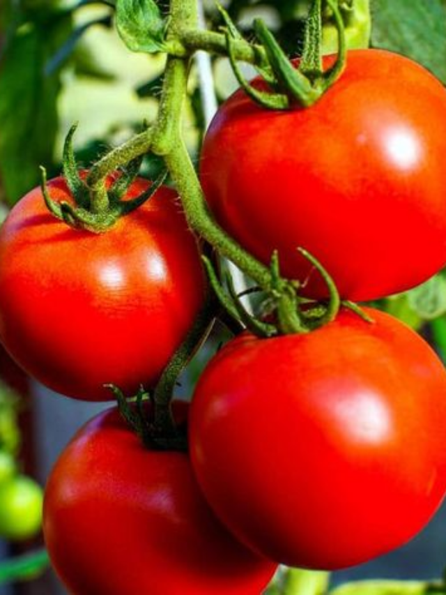 How To Store Tomatoes To Make Them Last