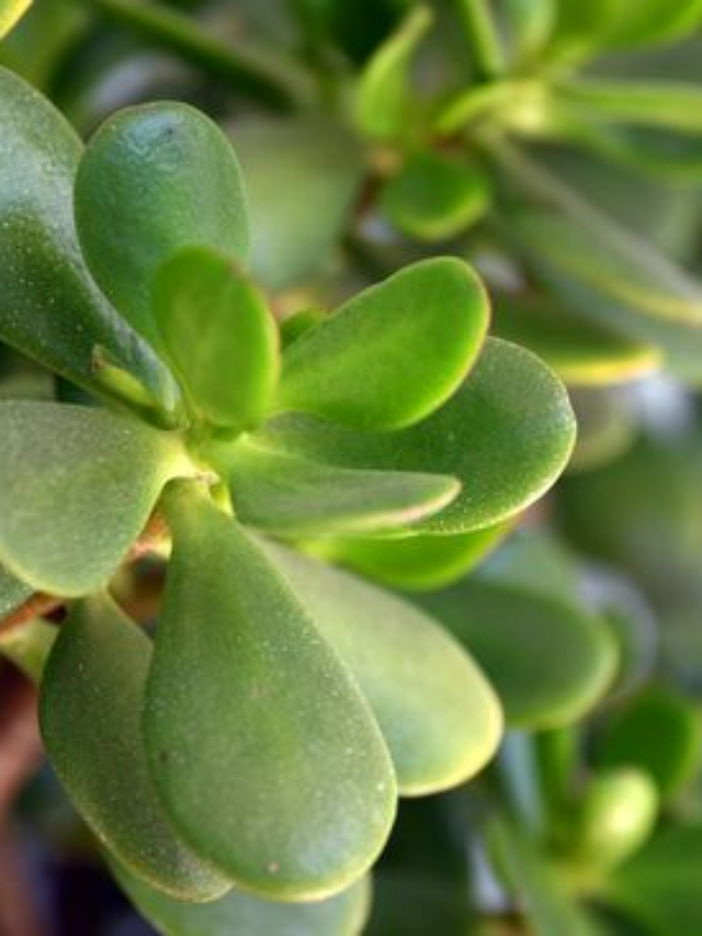 Jade Plant Benefits — 7 Reasons You Should Add This Stress-Free Succulent to Your Collection