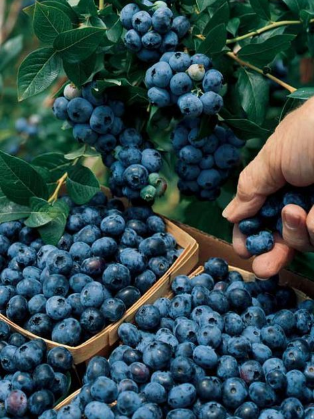 Do Wild Blueberries Actually Taste Different?